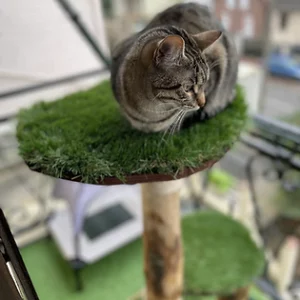 Arbre à chat en bois naturel modèle Cocoon
